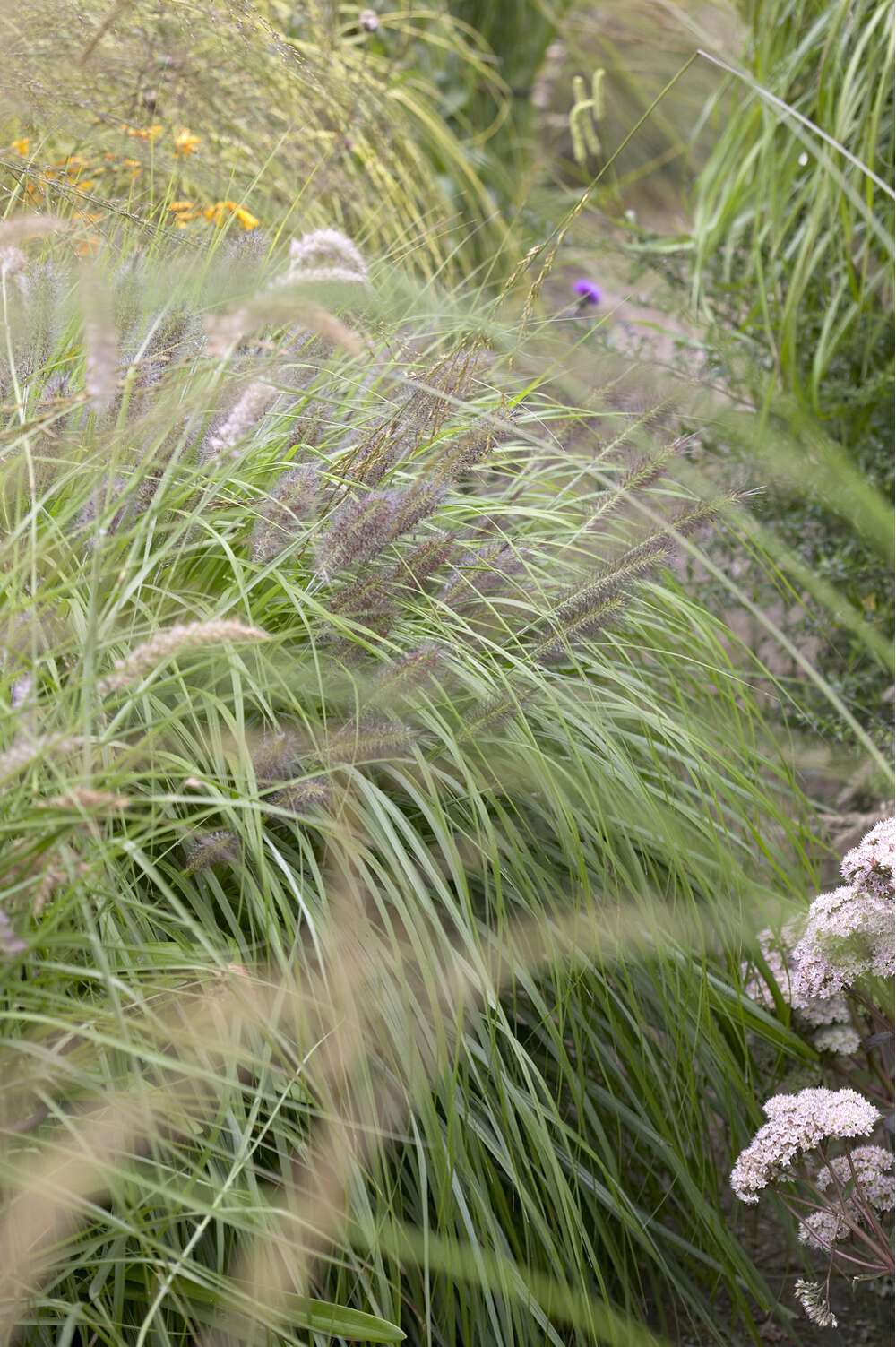 Lampepudsergræs 'Black Beauty'